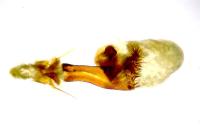 Phycita acericola