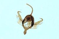 Xanthorhoe spadicearia