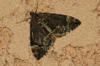 Dysstroma truncata