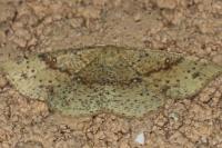 Cyclophora porata