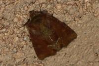 Oligia fasciuncula