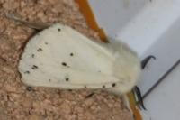 Spilosoma lubricipeda