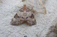 Thera vetustata