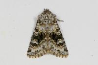 Hecatera bicolorata