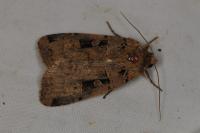 Xestia triangulum