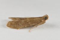 Eccopisa effractella