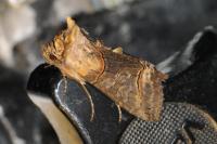 Abrostola triplasia