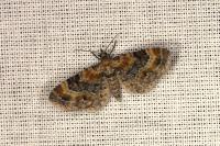 Eupithecia linariata/pulchellata/pyreneata