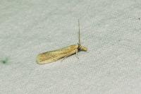 Anerastia lotella