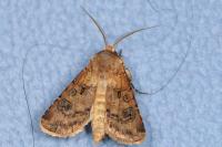 Agrotis clavis clavis