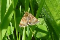 Panemeria tenebrata