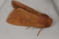 Mythimna ferrago