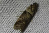 Acrobasis consociella