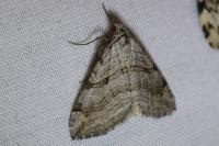 Aplocera