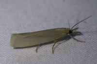 Crambus perlellus