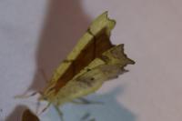 Ennomos erosaria