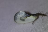 Cilix glaucata