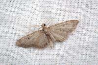 Eupithecia trisignaria