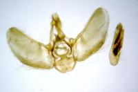 Eupithecia trisignaria