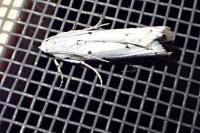 Myelois circumvoluta