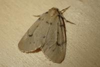 Paidia rica