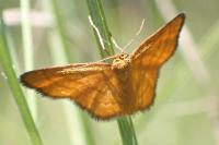 Idaea flaveolaria