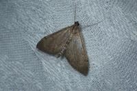 Anania terrealis