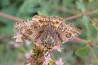 Euclidia glyphica