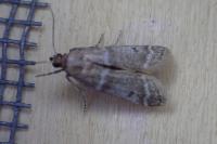 Vitula biviella