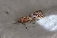 Acrobasis porphyrella