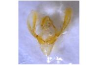 Bryophila raptricula