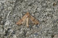 Apamea sublustris