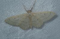 Idaea aversata
