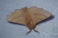 Malacosoma neustria