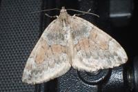 Thera obeliscata