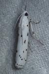 Myelois circumvoluta