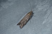 Pempeliella ornatella