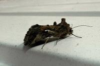Autographa gamma