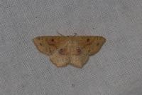 Cyclophora porata