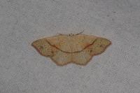 Cyclophora punctaria