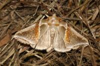 Habrosyne pyritoides