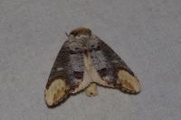 Phalera bucephala