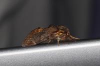 Notodonta dromedarius