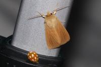 Mythimna pallens