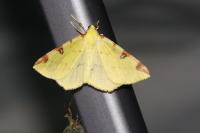 Opisthograptis luteolata