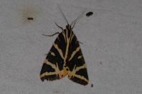 Euplagia quadripunctaria