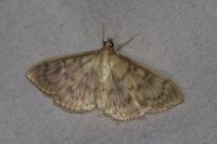 Patania ruralis