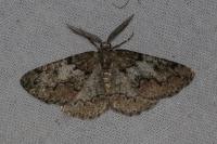 Cleorodes lichenaria