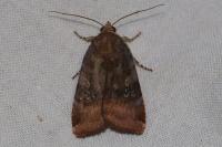 Noctua janthe/janthina