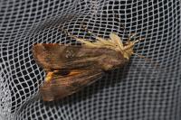 Noctua janthe/janthina